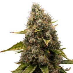 Barneys Farm White Widow XXL 3 FEM